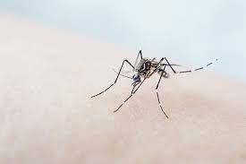 We take care of you. Effective Mosquito Control Solutions For The Midlands Of Sc
