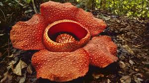Not far from gading mountain is. Rafflesia Largest Flower In Gunung Gading Bike And Tours