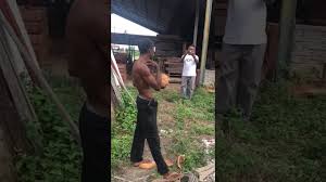 Kehebatan pok ya cong ce dei memang tidak disangkal lagi. Download Telemovie Pokya Cong Codei Siti Dihati Full Mp4 3gp Naijagreenmovies Netnaija Fzmovies