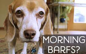 Bilious vomiting syndrome (bvs) is one of the most common causes of throwing up bile in dogs. Why Is My Dog Vomiting Bile In The Morning Pethelpful