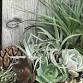 Succulent Holiday Wreath event image
