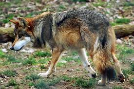 Mexican Gray Wolf 012 By Makaylasophia Deviantart Com On Deviantart Mexican Gray Wolf Mexican Wolf Wolf Spirit Animal