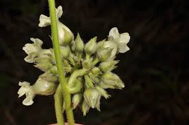 Image result for Lepistemon