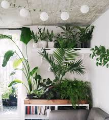 Greenery Wohnzimmer Pflanzen Pflanzen Fur Innen Wohnen
