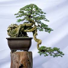 Some species are more popular than. Ghim Cá»§a Aries Adeksa Tren Bonsai Cay Kiá»ƒng Bonsai Nghá»‡ Thuáº­t VÆ°á»n Nghá»‡ Thuáº­t