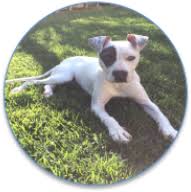 Jan 13, 2019 · what this means is that, ideally, fostering a dog is going to be free. Fosterfurkids Com How Does Fostering A Pet Work