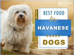 The 6 Best Foods To Feed Your Adult And Puppy Havanese