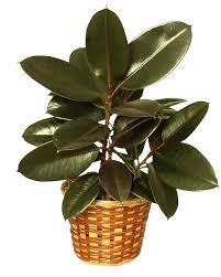 Image result for ficus elastica flower