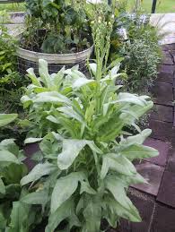 Image result for Lactuca indica