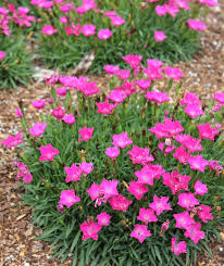 Gardening doesn't have to be intimidating. 15 Impossible To Kill Outdoor Plants Real Simple