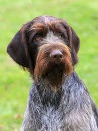 Find the perfect puppy for you and your family. 64 Dogs Wirehaired Pointing Griffon Ideas Dogs Wirehaired Pointing Griffon Griffon Dog