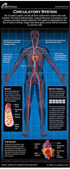 Supplies the posterior brain, blood supply to the. Human Circulatory System Diagram How It Works Live Science