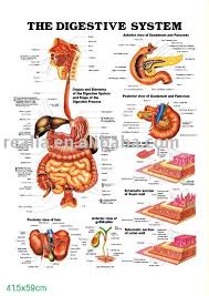 3d Chart Anatomy Chart The Digestive System Human