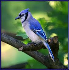 Blue Identification Birds Of Colorado Azulao With Images Blue Jay Bird Blue Jay Birds