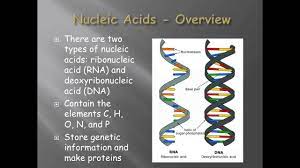 Pin On Biomolecules