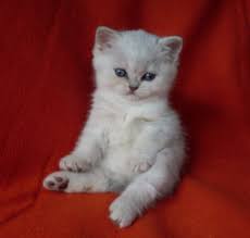 British Shorthair And Scottish Fold Kittens For Sale Scottish Fold Kittens British Shorthair Kittens British Shorthair