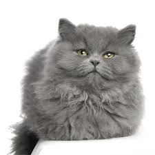 persian cat