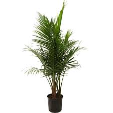 Costa Farms Majesty Palm In 9 25 In Grower Pot 10maj Majesty Palm Plants House Plants