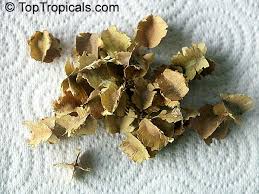 Image result for Combretum imberbe