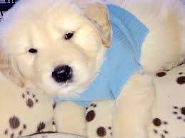 Check spelling or type a new query. Akc Golden Pups Golden Retriever Puppies New Hampshire