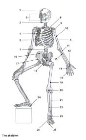 The human skeleton is a collection of bones held together by ligaments, tendons, muscles and cartilage. Skeleton Anatomi Coloring Pages Bulk Color