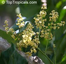 Image result for Pseudospondias