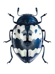 Black And White Insect Photos Barytopus Surinamensis Insetos Bonitos Insetos Belas Criaturas