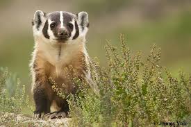 Pin Von Bramblehoney Badger Auf American Badger In 2020