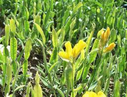 Image result for Indigofera ischnoclada