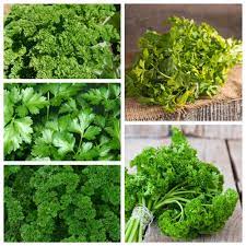 Dapatkan informasi, inspirasi dan insight di email kamu. Pasli Daun Set 1 Benih 5 Jenis Tumbuhan Sayur Sayuran Garden Seeds Market Penghantaran Percuma