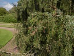 Buy columnar blue spruce trees online with fast and free shipping to your door 12 Spruce Tree And Shrub Types