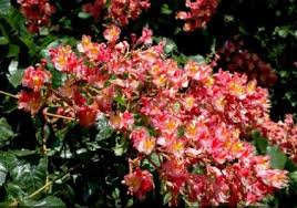 Fiori a grappolo e grandi foglie numerose le varietà utilizzate in italia, la maggior parte coltivate in sicilia. Database Alberi