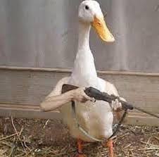 Birds With Human Arms Youtube Pin On Shit Posting