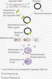 Learn vocabulary, terms, and more with flashcards, games, and other study tools. Plasmid Molecular Cloning Restriction Enzyme E Coli Genetic Engineering Png 1198x1804px Plasmid Area Biology Biotechnology Diagram