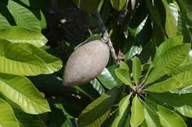 Image result for Pouteria