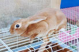 The excretion is typically brown and easy to spot. 9 Tips To Keep A Rabbit Cage Clean Pet Comments