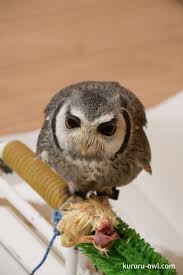 フクロウのエサはひよこ 禁断のもぐもぐタイム フクロウ フクロウ ミミズク ミミズク