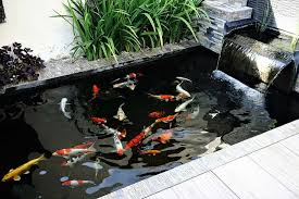 Ini dia cara budidaya ikan nila paling mudah 1 jual. 10 Ide Desain Kolam Ikan Minimalis Di Rumah Bukareview