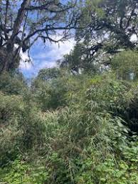 Image result for Oldeania alpina