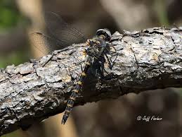 Image result for Hunteria myriantha