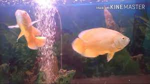 Find over 100+ of the best free orange fish images. Oscar Pair In Light Orange Color Youtube