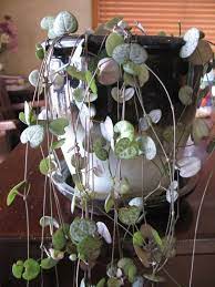 Sometimes, when the chain of hearts is kept indoors, the growth slows, and the leaves do not become as thick as plants. Gary S Specialty Plants String Of Hearts Has Problems