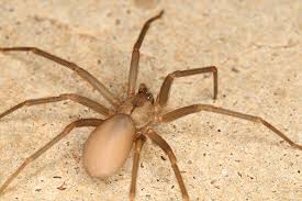 Expert recommended top 3 pest control companies in salt lake city, utah. Spiders A Guide To Pest Identification In Orange County Ca