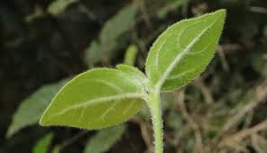 Image result for Afrocanthium mundianum