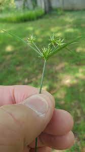 Image result for Cyperus costatus