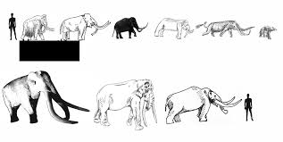 Pygmy Elephants The Book Fossil Pygmy Elephant