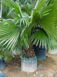 Image result for Sabal domingensis