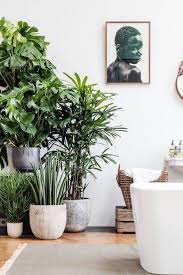 All White Rooms Interior Decorating Ideas Plants Indoor Plants Interior Plants