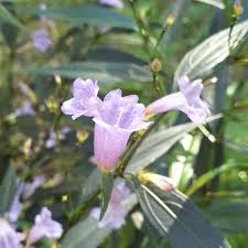 Image result for Strobilanthes anisophylla