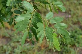 Image result for Baikiaea